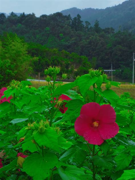 芙蓉の里 